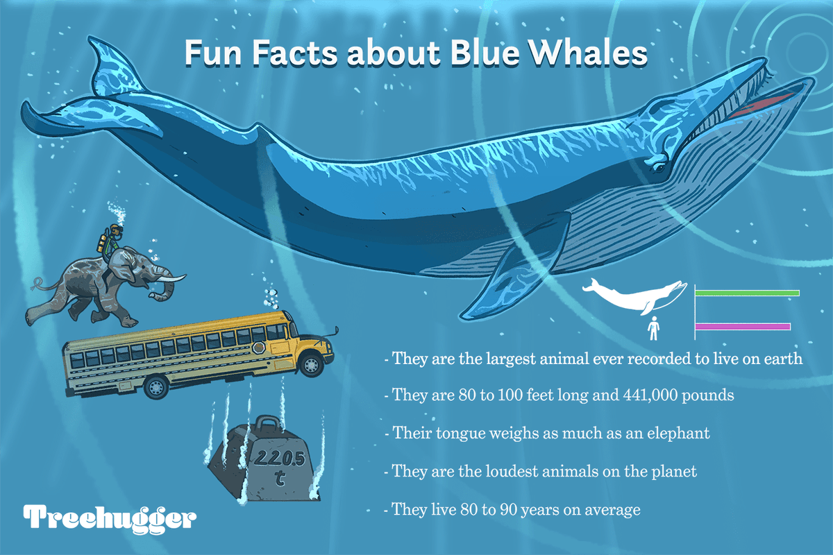 Being the largest, and live even longer than most humans.

That is why even <a href="/elonmusk/">Elon Musk</a> adores $bluewhale that much.