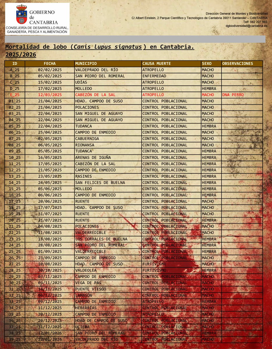 rafamerdel's tweet image. 🔴 CANTABRIA. LOBOS MUERTOS | De 41 previstos, ya han muerto 43. El @cantabriaes ha matado lobas preñadas y recién paridas. Ha dejado morir de inanición a más de una decena de lobeznos. Mataron #lobos en la Constitución y en Nochevieja.

Ya han anunciado que seguirán matando más.