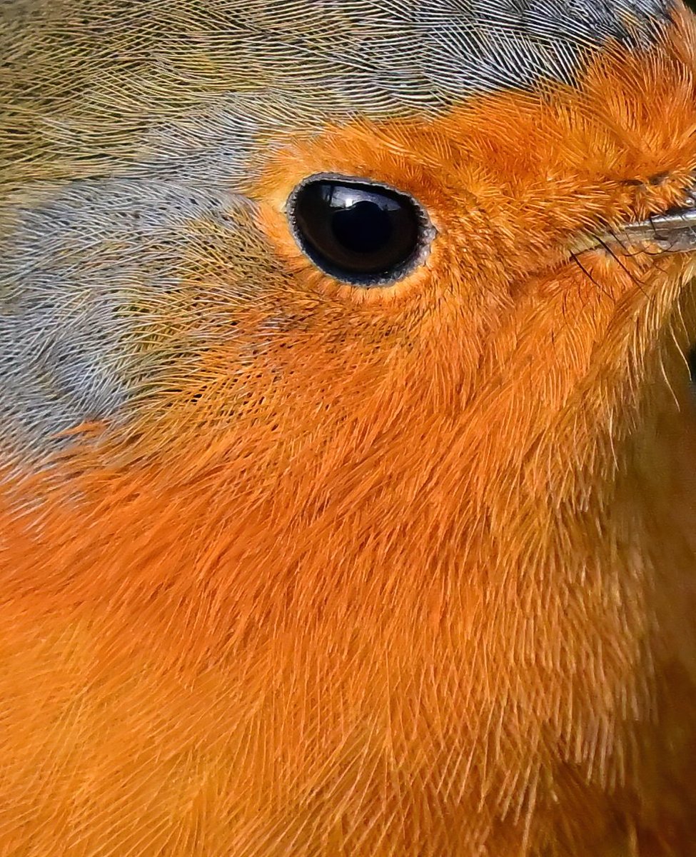 CarlBovisNature's tweet image. Robin eye! 😍🐦