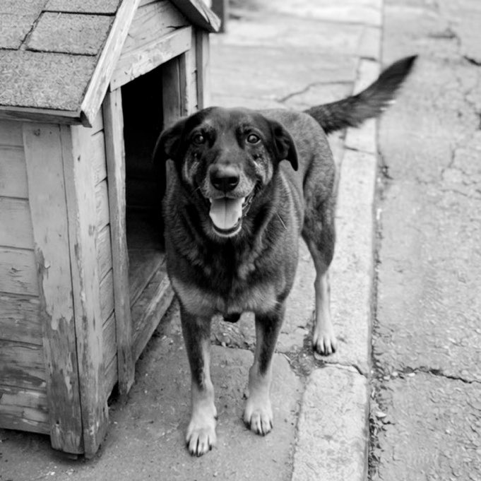 SAIU A AUTÓPSIA DO ORELHA E OS CRÁPULAS DA ALMA PRUTEFAÇA ENFIARAM UM PEDAÇO DE MADEIRA NO CACHORRO QUE ATRAVESSOU TODOS OS ÓRGÃOS E ELE AGONIZOU A MADRUGADA INTEIRA ATÉ SER ENCONTRADO E EUTANASIADO DE MANHÃ!

não fiquem quietos sobre isso, jamais esqueçam isso #justicapororelha