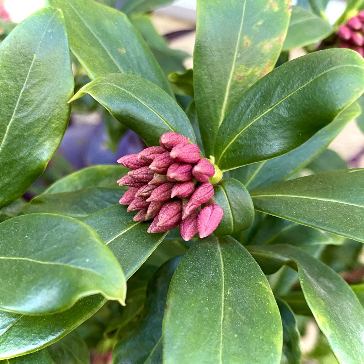 HALHoriiart's tweet image. 沈丁花💐紅白のつぼみ
#flower #nature
#NaturePhotography