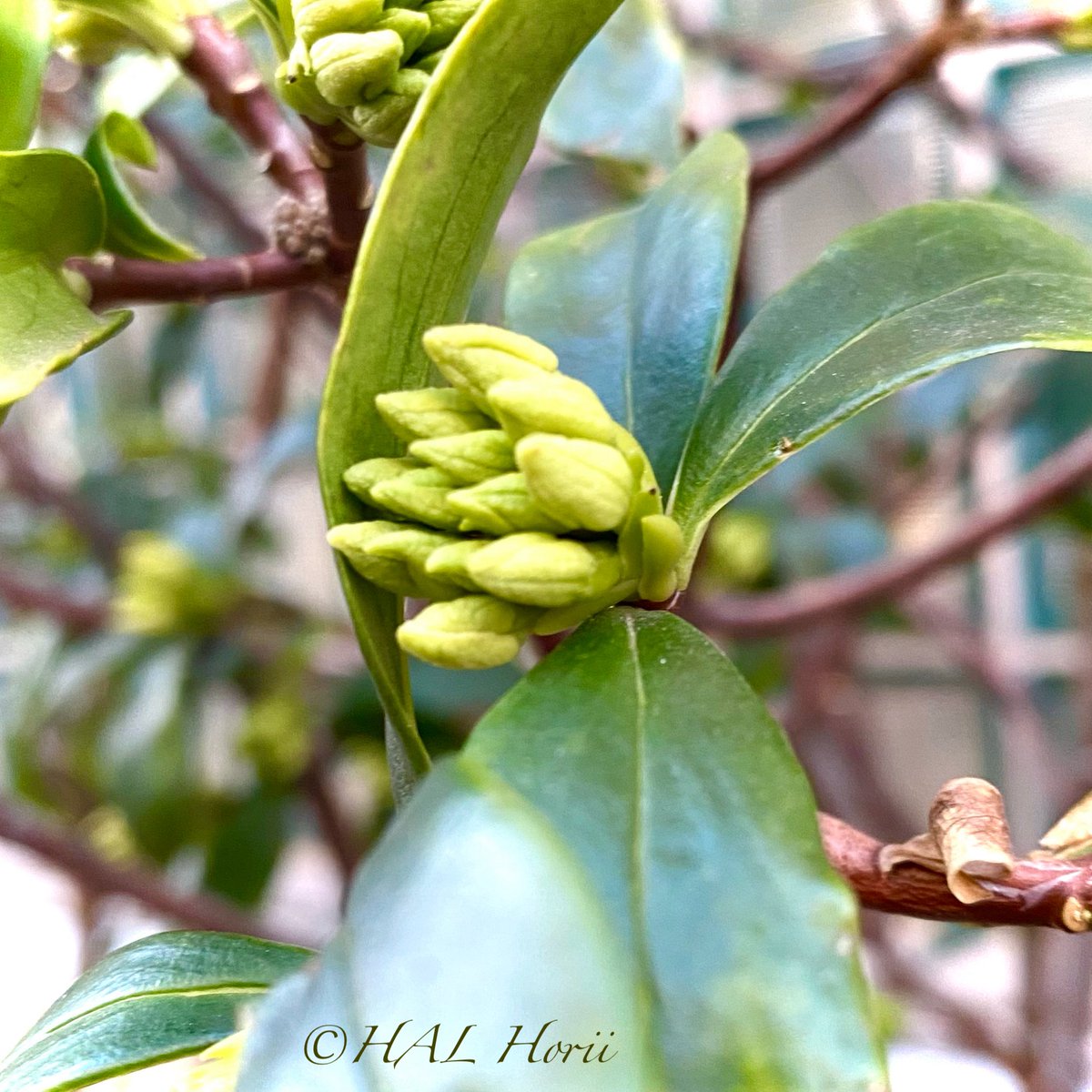 HALHoriiart's tweet image. 沈丁花💐紅白のつぼみ
#flower #nature
#NaturePhotography