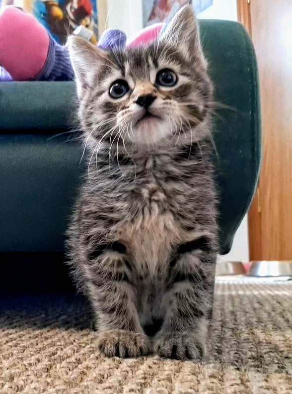 TheLooseCritic's tweet photo. @edmundmcmillen We've been fostering for our local humane society @beachpetstweet - We've had 12 kittens through our household since the last year and are looking forward to helping with more! https://t.co/I6WKfSFcHd