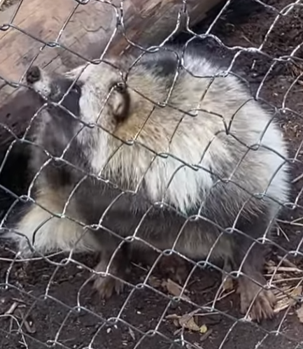 柿ポシェットを下げたたぬきさん