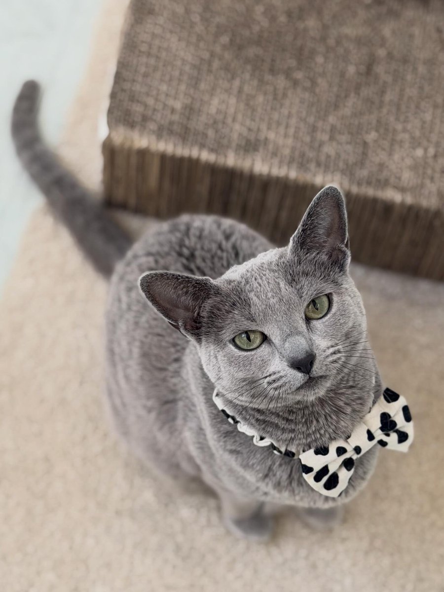 LisaLisa200601's tweet image. おはニャン🐈🐈

#猫
#ロシアンブルー
#リサリサとリリー
#ねこのきもち