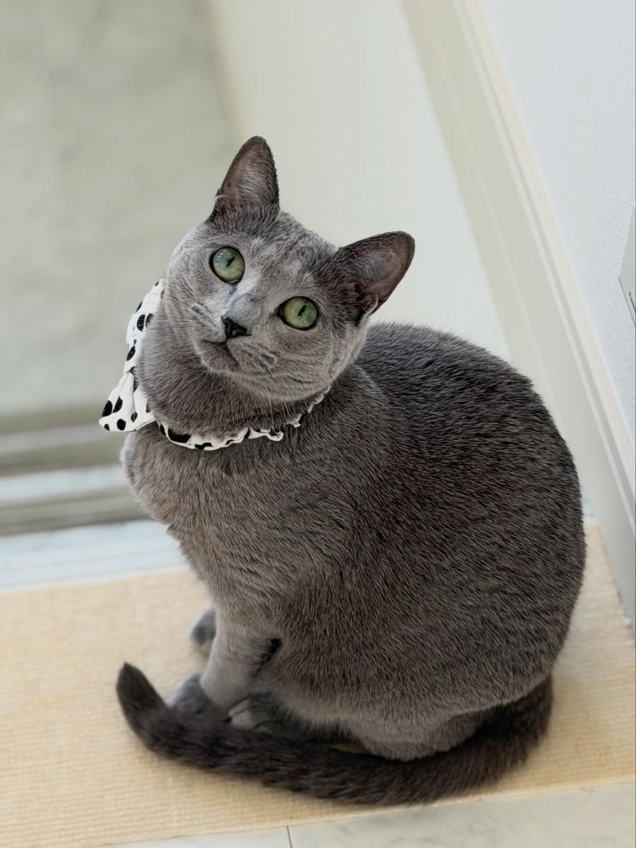 LisaLisa200601's tweet image. おはニャン🐈🐈

#猫
#ロシアンブルー
#リサリサとリリー
#ねこのきもち