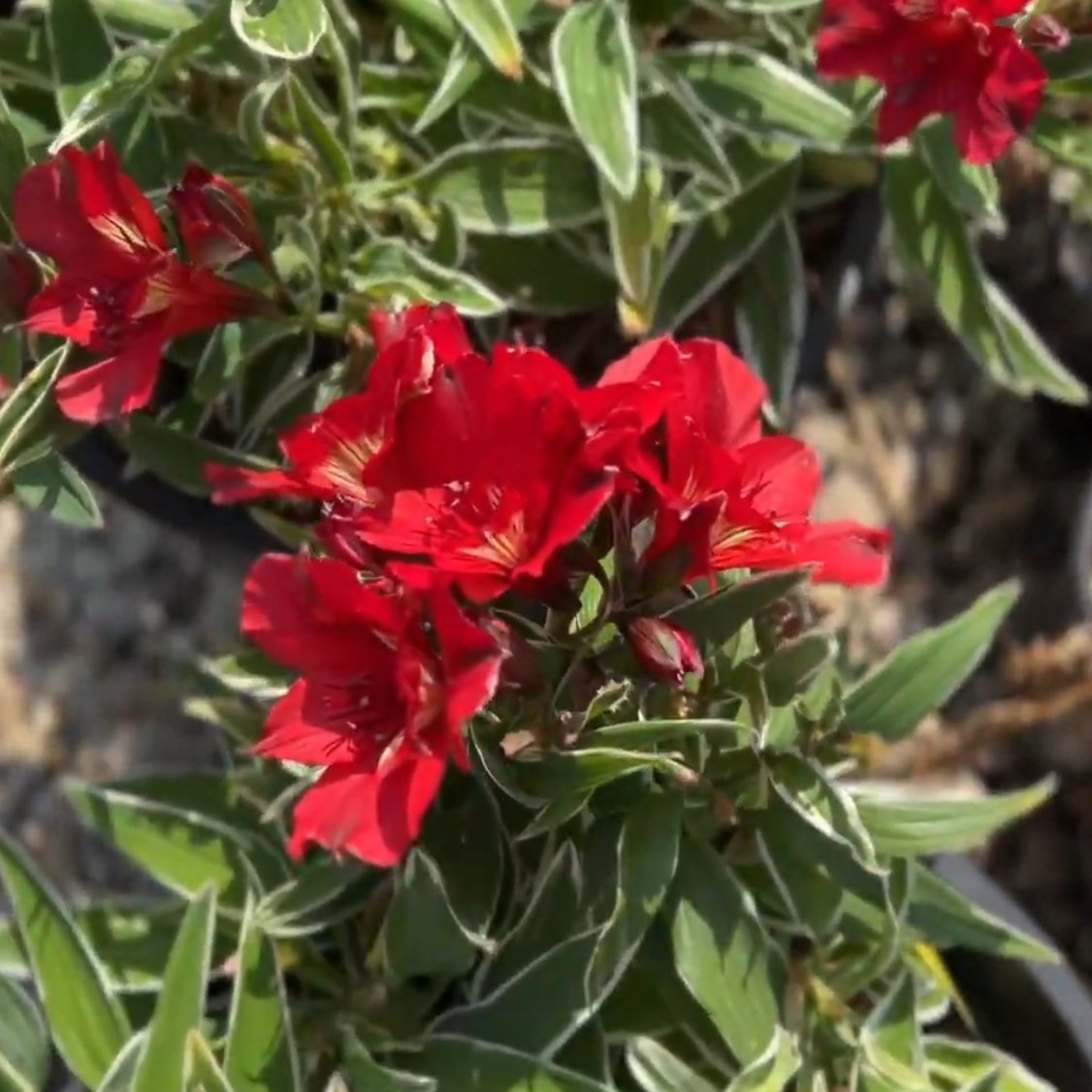 Native, drought-tolerant plants like the Peruvian Lily conserve water and thrive in our climate. It's just one of the native plants we encourage homeowners to plant.

Check out our native plant guide 👉 triunfowsd.com/conservation-a…