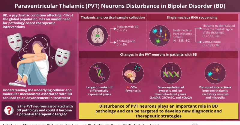 juntendo_univ's tweet photo. A recent study reveals paraventricular thalamic nucleus neurons as a central pathological substrate for bipolar disorder.