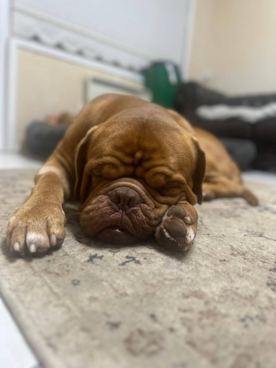 AdoptionsUk's tweet image. Urgent, please retweet to help Big find a foster home and to raise donations for his medical care and kennels until a home is found .. #UK🐶💔
Donate and original post below or please just share so that someone who can help sees this 👇
petdatabase.com/organisation/t…?
We desperately…