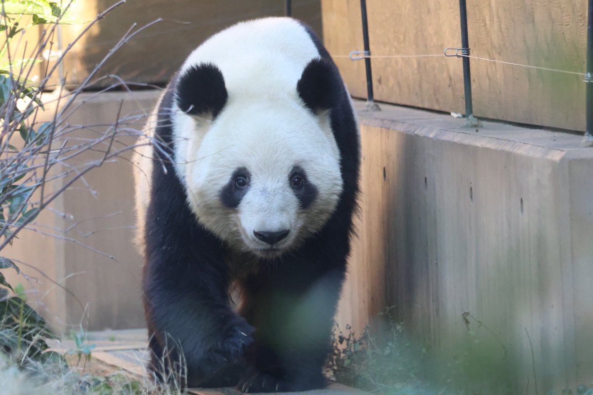 無事に碧峰峡に到着してひと安心です💚🐼🧡
ゆっくりでいいから、新しいおウチに慣れますように🥹
母シャンも姉シャンも近くにいるよ😊

#暁にひらく未来への蕾
#シャオシャオ　#レイレイ