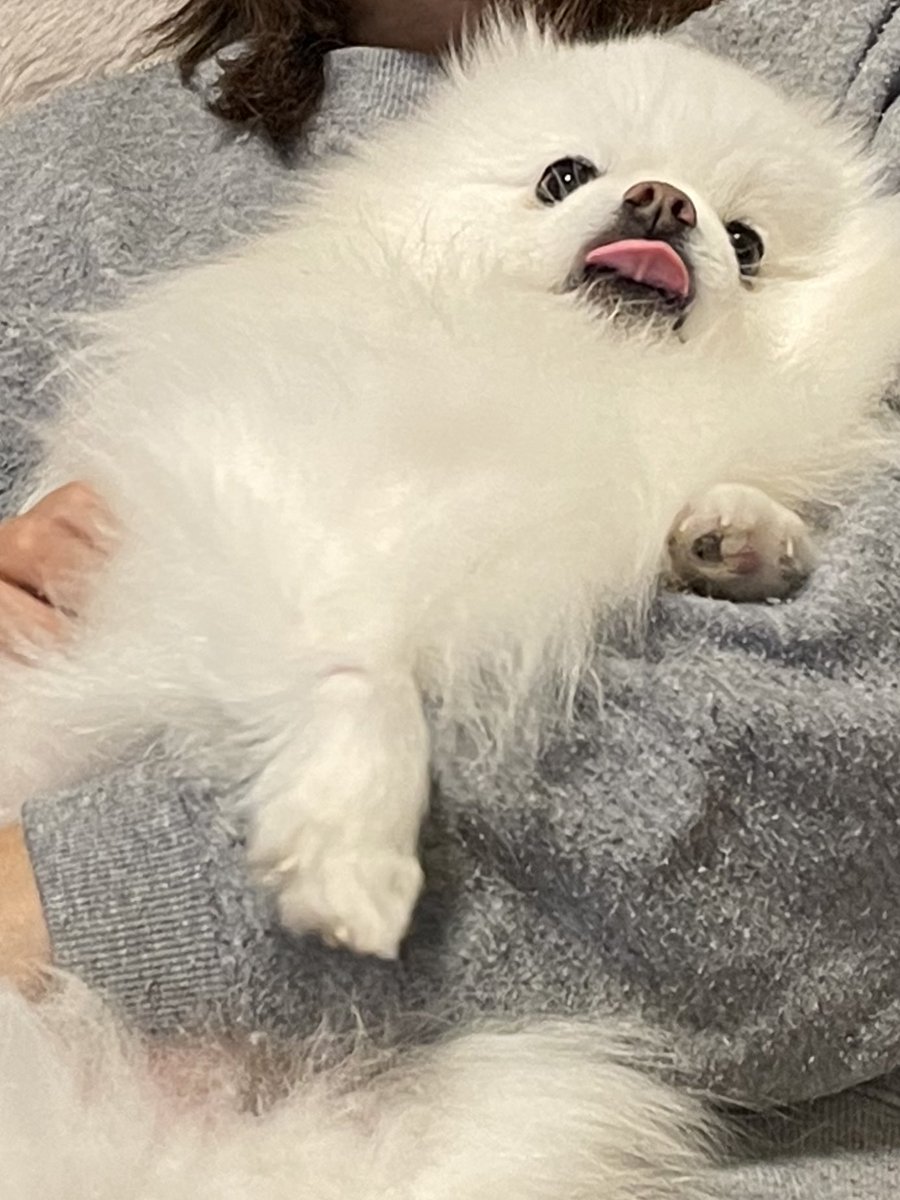 ポメラニアン ししまる らんまる (@shishimaru440_C) / Posts / X