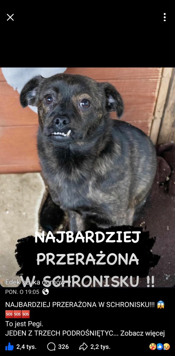 Pegi ❤️❤️❤️