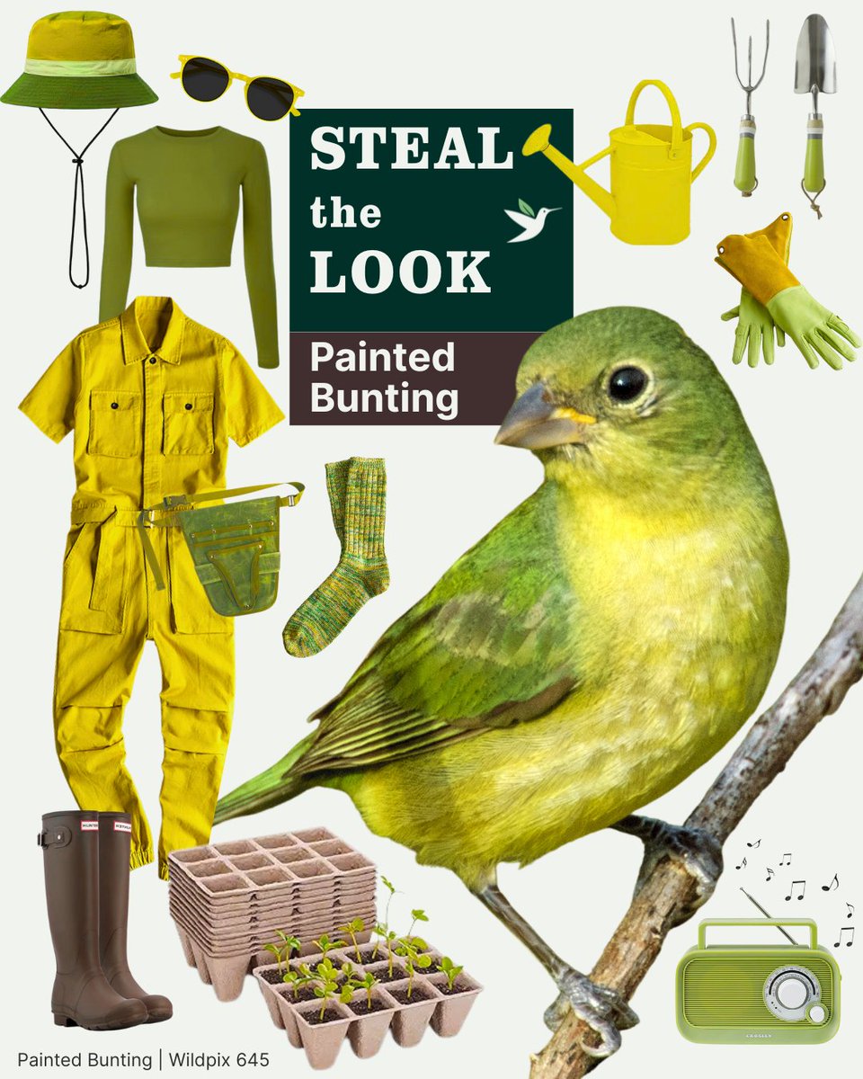 🟡🌱 Steal the Look: Painted Bunting

Snow is on the ground, but seed packets are on my mind. 
My lime-green thumbs are ready, but the rake is in timeout.
🍂🐛 Those leftover leaves are where insects overwinter so I will stick to dreaming of spring.

More:
bit.ly/3LDlhRb