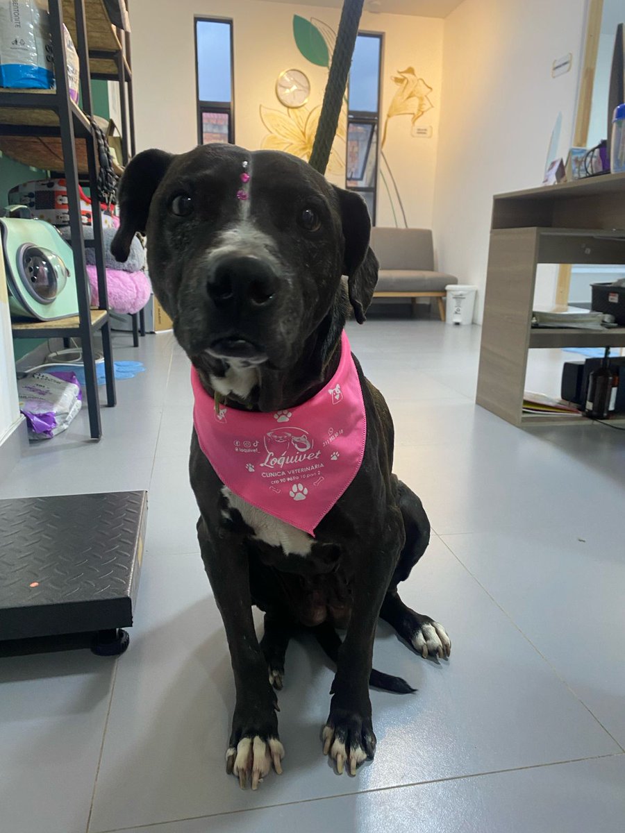 Gracias por donar para un baño 🚿🧼

Hoy fue el turno de Clarita, una de nuestras viejitas... También tomamos exámenes de control y todo salió muy bien. 

Esta gordita no tiene padrinos, si alguien desea ser su padrino/madrina pueden escribirnos vía WhatsApp 320 854 4084