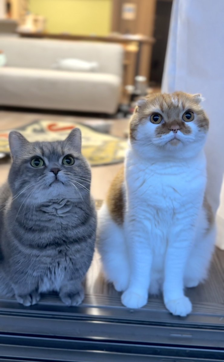 入院日数23日。

今日退院だー！
管付きだけど……

猫に会える
猫に会える
猫に会える      覚えてくれてるかな