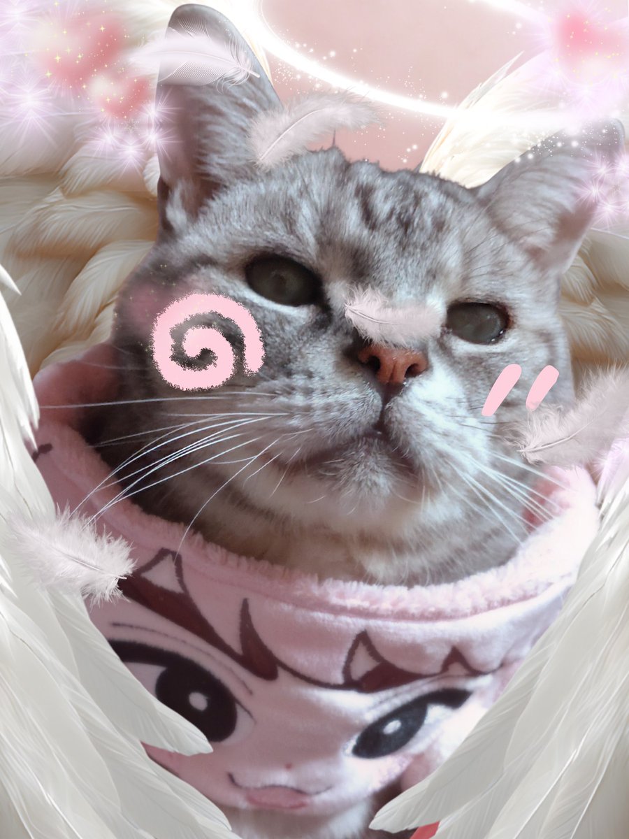 <a href="/FSWORD4/">イチと🐱ラスカル母さん🐈🌈</a> おはよぅござぃます(꒪ˊ꒳ˋ꒪)
ぁりがとぅござぃます🩷

もぅほとんど
ぉウチの中から匂い消えちゃったけど

亡くなる前の数日の匂い
ふわ〜て感じる時が…

ぁ、ぃるのか、な…て