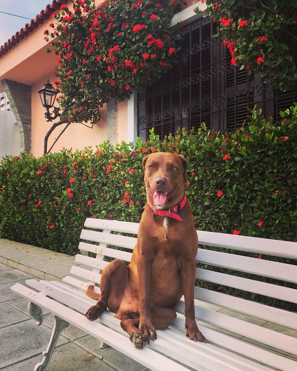 EvelineFontele's tweet image. Orelha não pode mais latir, mas estamos aqui por ele! 
Se necessário, morderemos, também! 

Domingo, todos juntos pedindo #JusticaParaOrelha