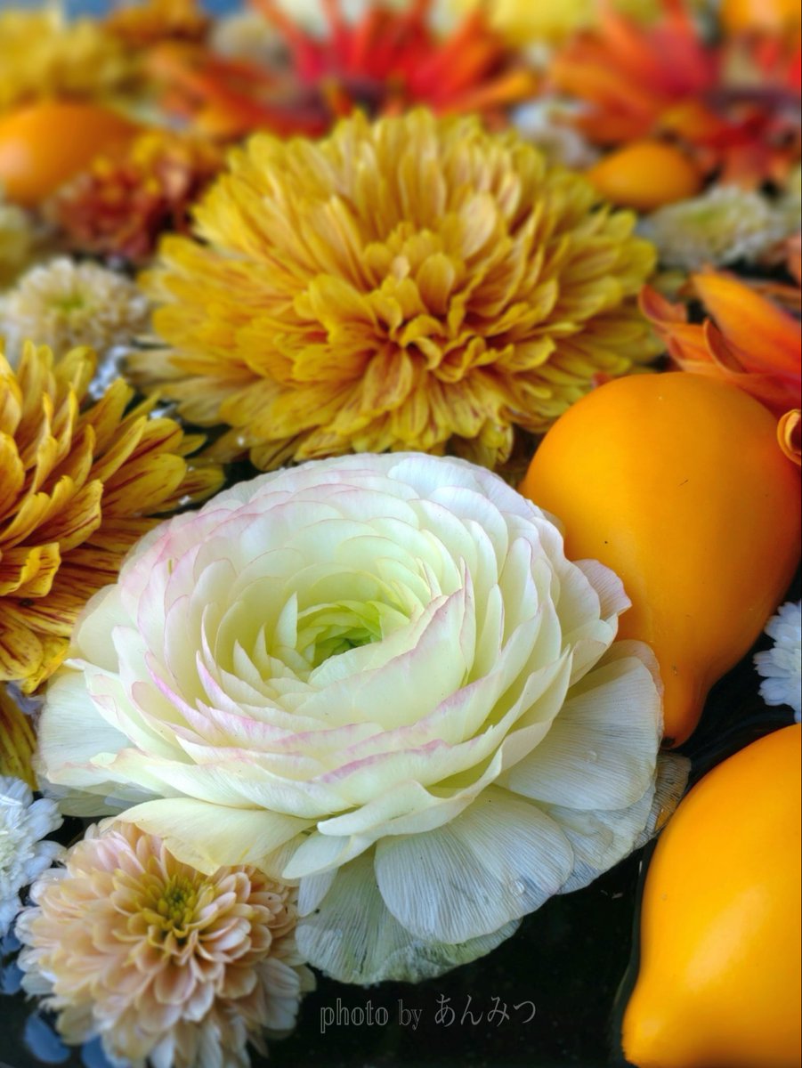 おはようございます♡
                             #花手水 𓂃 ⚮̈ .゜