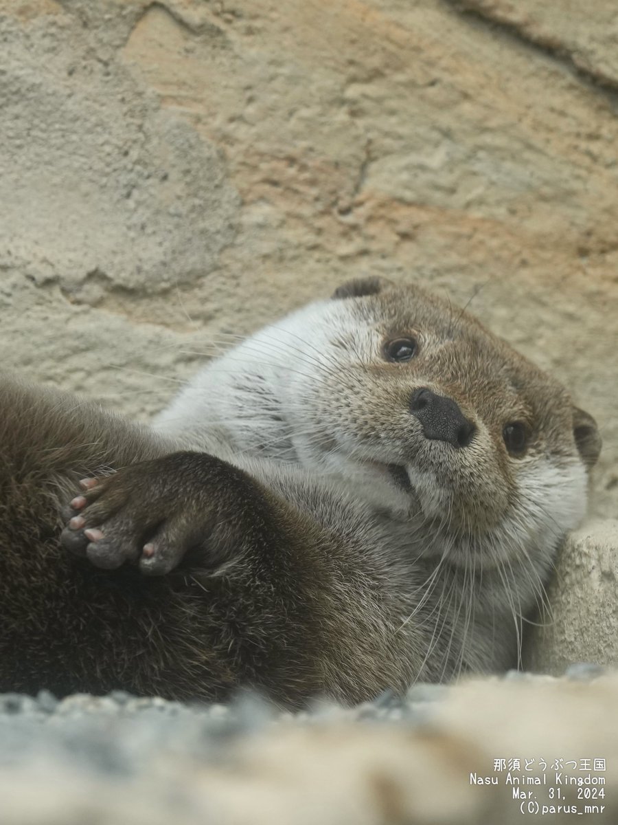 七二 (@natsu_usg) / Posts / X