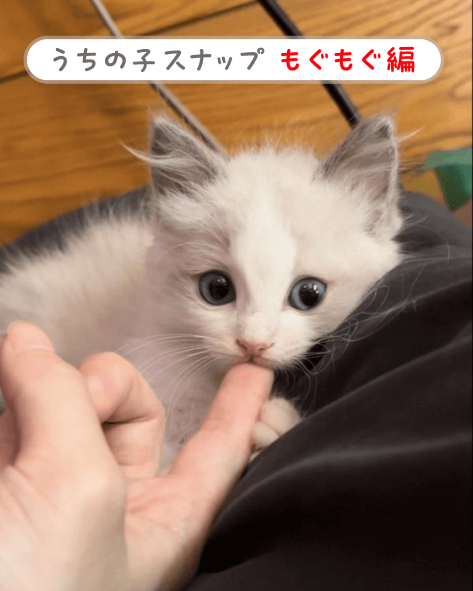 ペット保険のアイペット (@IPET__INS) / Posts / X