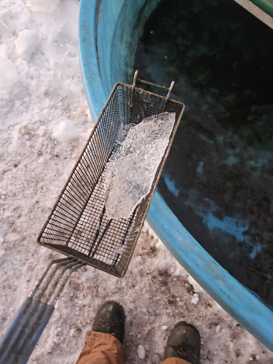 Try an old fry basket to clean the ice out of your waterer. 
They are made of 304 stainless , works well.