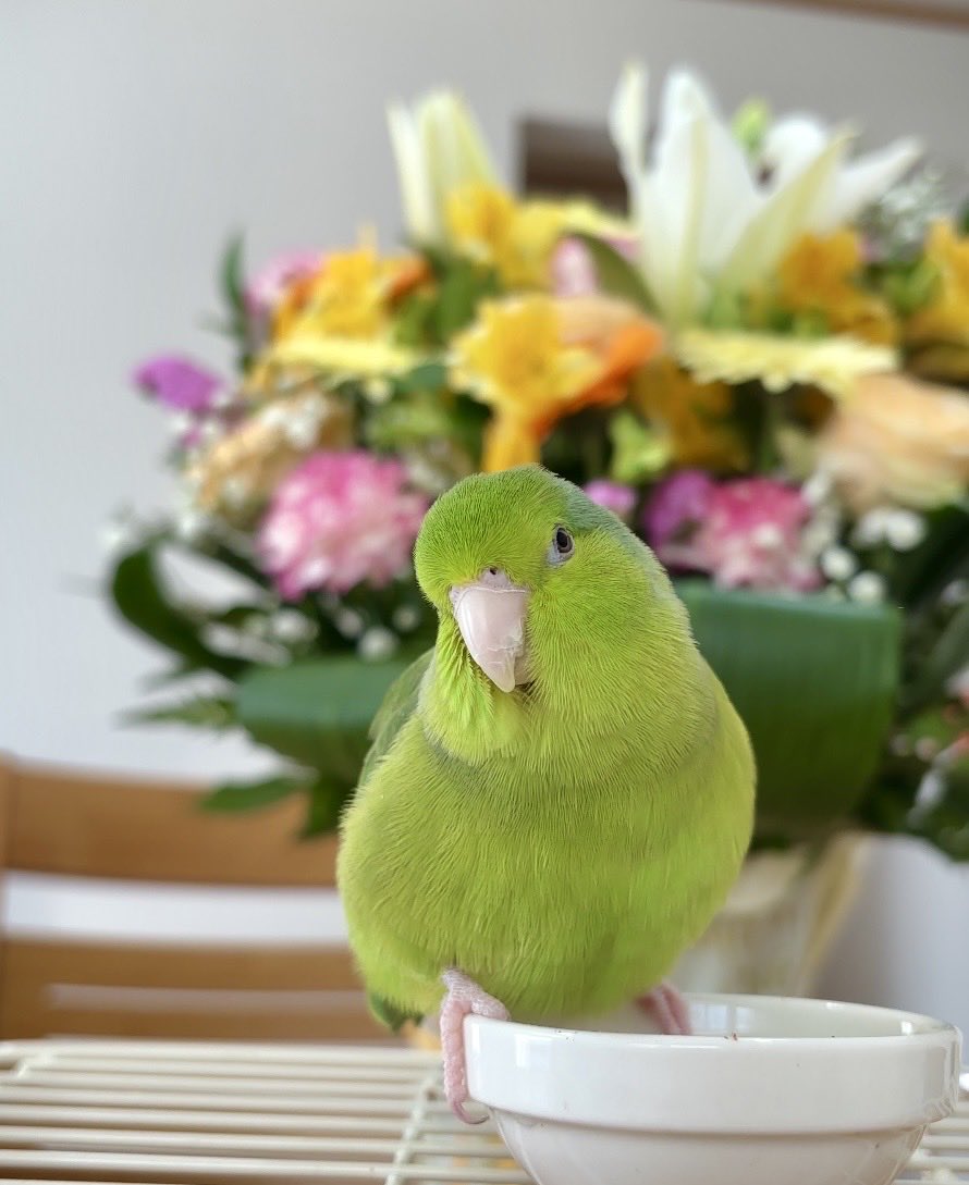 おはようございます☁️

百合の花が開いて家中
百合の香りが…
ちょっと苦手かな😅
（🐥は近寄りません）

#マメルリハ
