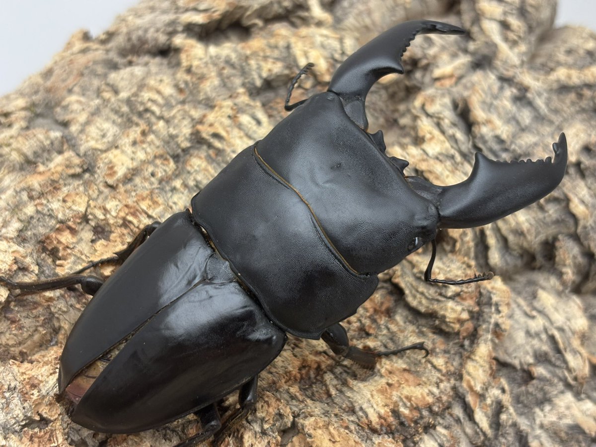 ボタンと近寄る昆虫 ボリビア産 Coprophanaeus telamon ♂♀ 23mm/22mm | 昆虫標本 Diggers