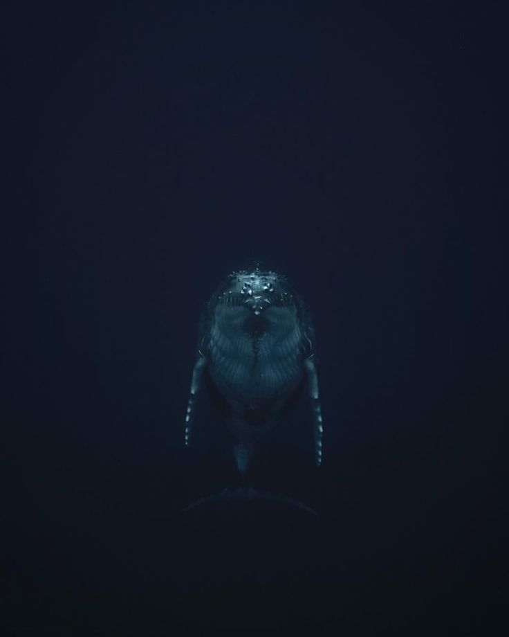 vinniwhale's tweet photo. The Loneliest Whale, THE LORE IS INSANE..... https://t.co/cIvcUR0wbe