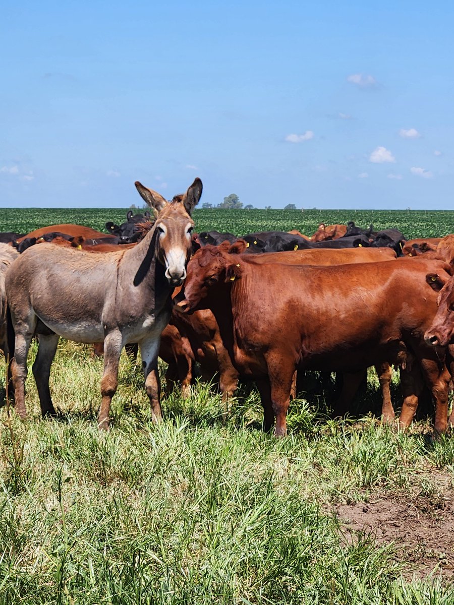 Hablemos de Valentía....