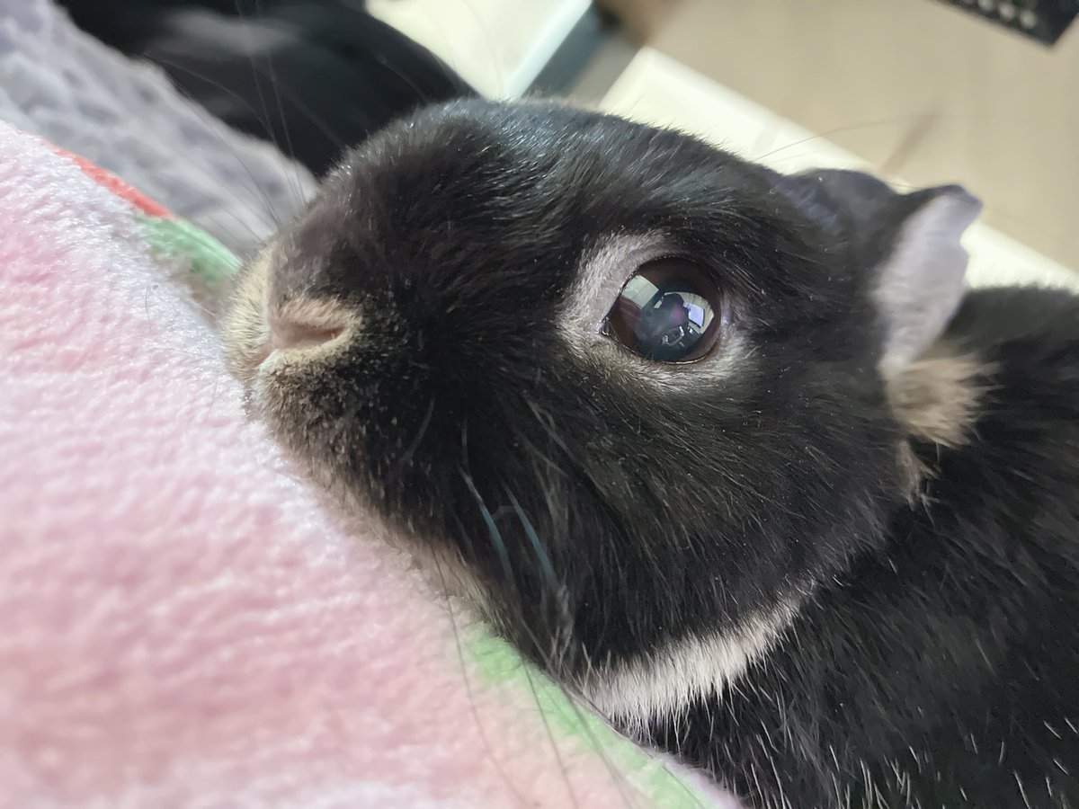 おはようさぎ
バナナ食べてご機嫌さん🍌