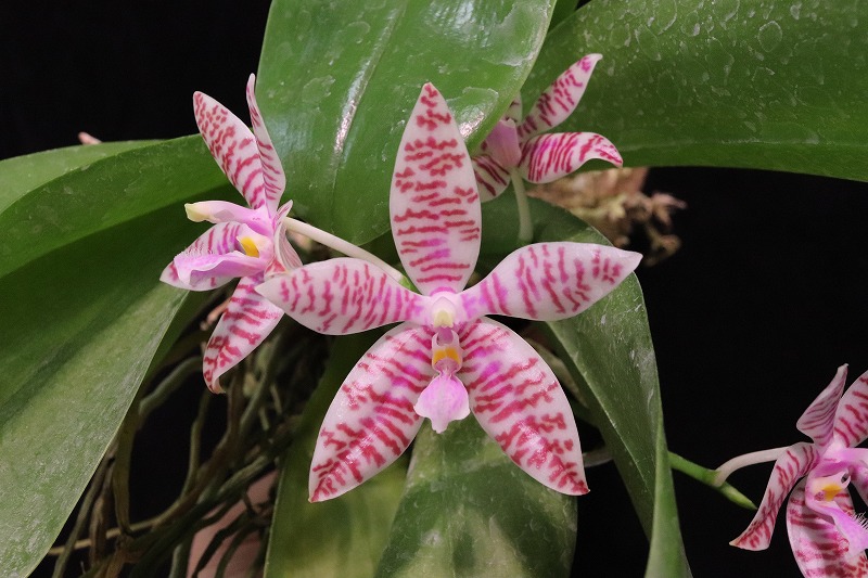 Phalaenopsis hieroglyphica フィリピン南東部産 半月ほど前から咲き