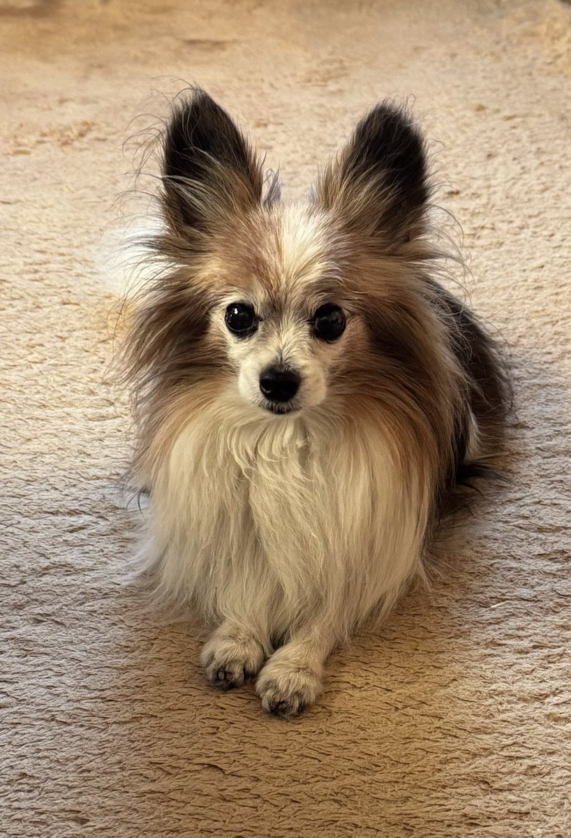 お耳の毛がなくなったぶん
耳が大きくなった気がする🐶💦😅

1ヶ月ぶりの血液検査🩸
爆上がりしていた肝臓の数値が少し下がってた📉
他の数値もまずまず👌
少し安心😮‍💨

1ヶ月おきだった血液検査は
次回は2ヶ月後に伸びたよ🙌