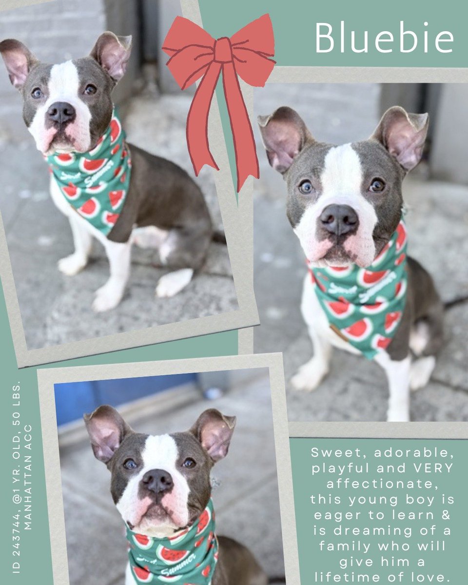 notthesameone2's tweet image. Bluebie's resume: