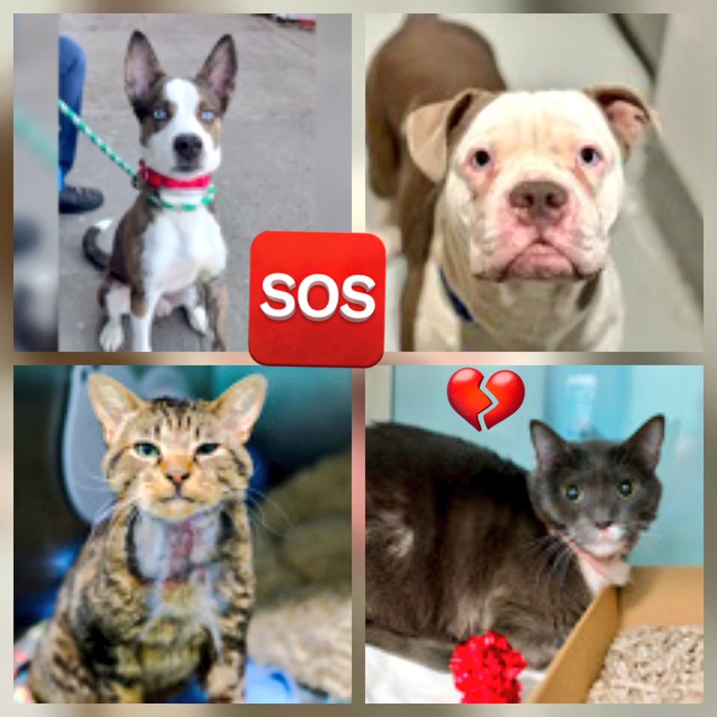 📢🇺🇸🗽 Please RT🚨 
28 #NYC #cats #dogs need to be rescued by 12pm Thursday January 29⏳️ 
🆘️EUTH AT RISK BECAUSE ABANDONED🆘️ 
Adoption/Foster/Transport inquiries📲 
Adopt@nycacc.org MLD1nycdogs@gmail.com Nycurgentcats@gmail.com Info@amsterdog.org 
newhope.shelterbuddy.com/Animal/List?pa…