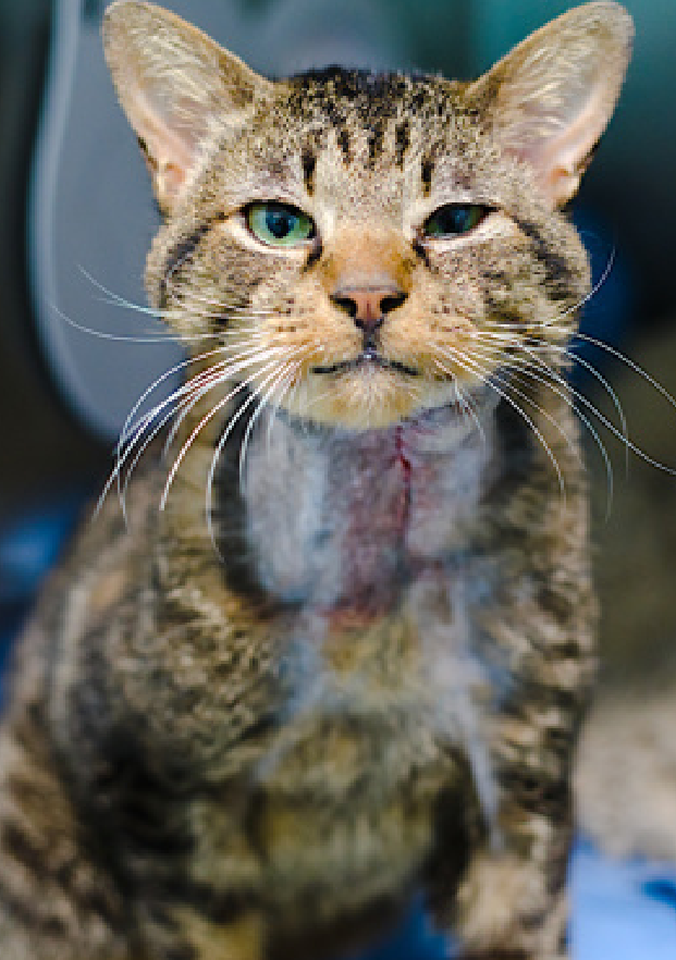 🆘🆘 LEMON DROP (ID 245175), 6 YO,  MALE–  IN QUEENS ACC - came into the shelter as  a stray on 1/7/2026.    🆘🆘 😿 😿 😿 😿

➡️TBD 01/29/26

➡️ MEDICAL PRIORITY – NEEDS MORE CARE AND ATTENTION THAN THE SHELTER CAN PROVIDE – IN FELINE RECOVERY ROOM

➡️ 🆘🆘  1ST Chance on