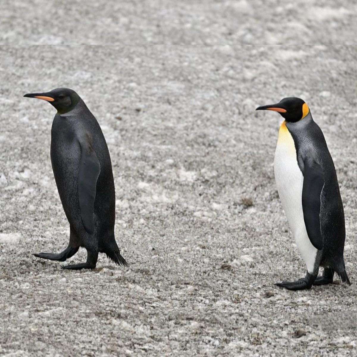 Photographer Yves Adams has captured two rare penguins on camera - a Yellow Penguin in 2019 and a fully Black Penguin in 2024