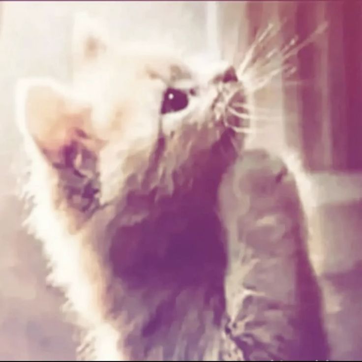 izan skibidi toilet tweet media