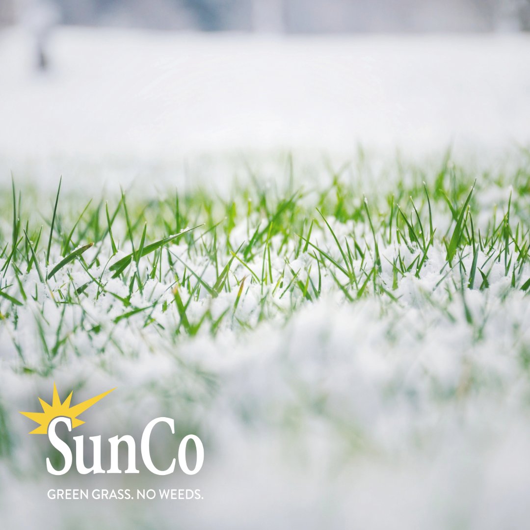 ❄️ Myth: You should clear snow off your lawn.
🌱 Truth: Please don’t!

Snow actually protects your grass from cold snaps. Let nature do its thing, and your lawn will thank you come spring.
