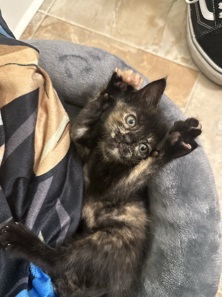 eaglexjttv's tweet photo. Rene and i are Cat parents to 2 lil babies 🥰 Meet Autumn and Navi 💗 https://t.co/2S56pC0BEG