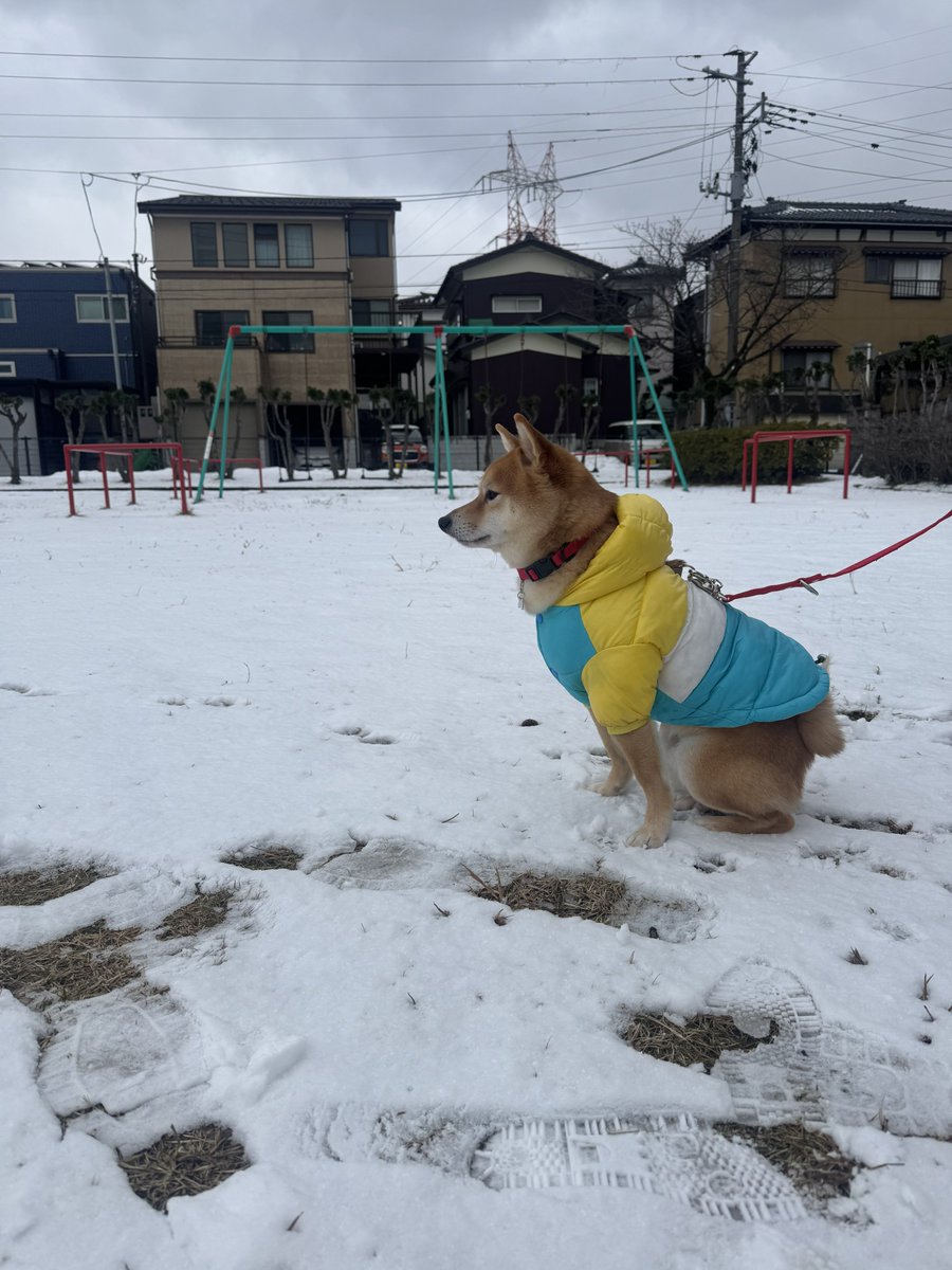 🐶ヾ(・∀・｀*)