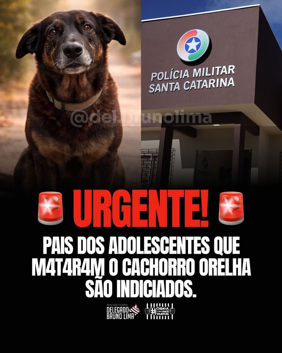 🚨 FAMÍLIA DOS ADOLESCENTES DO CASO ORELHA INDICIADA!

Não bastasse a barbárie contra o Orelha e o Caramelo, os pais e o tio dos agressores tentaram calar testemunhas. 
Foram indiciados por coação!
O inquérito vai ao MP e nós estaremos em cima!

O NOSSO GRITO SERÁ OUVIDO:  01/02