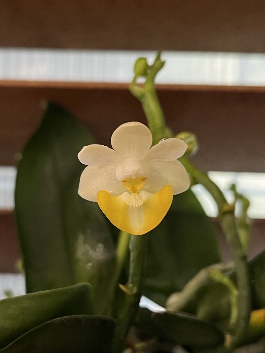 今年は早くもロビーさんたちが咲き始めた。二ヶ月くらい早い気が。。。

ロビー　フラビラビア
Phal. lobbii f.flavilabia ×self