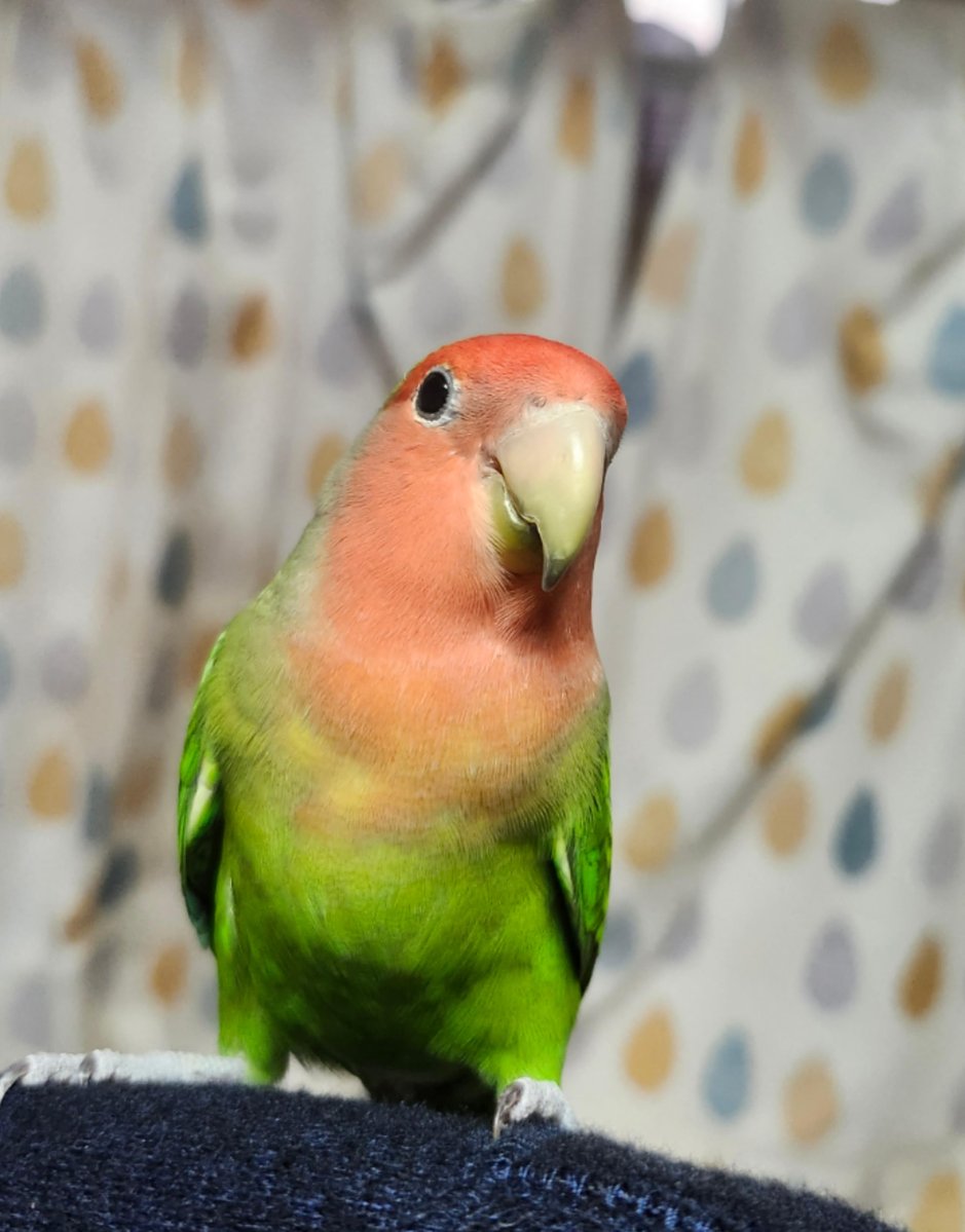 【拡散希望】
コザクラインコの迷子情報です

場所：兵庫県川西市小花
日時：26/1/25
名前：グリーン
特徴：

情報お持ちの方、下記までご連絡を
npotsubasa@tsubasa0615.org
情報拡散のご協力お願いします