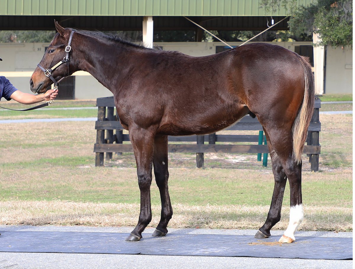 ThoroPartners's tweet image. Pleased to have secured Hip 91 at @OBSSales today, a colt from the first crop of Pappacap @WalmacLLC. Precocious and agile, he’s exactly the type we like to add to the roster.
#FirstCrop #Pinhooking #Bloodstock #Thoroughbred