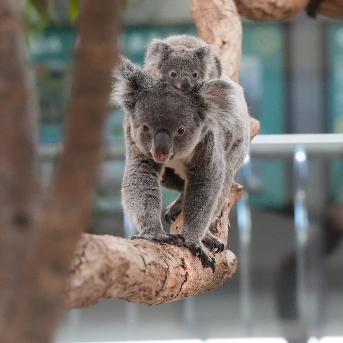 ずんずん迫るコハルちゃん鏡もち🐨🐨 2026.01 #コアラ #コハル仔 #埼玉