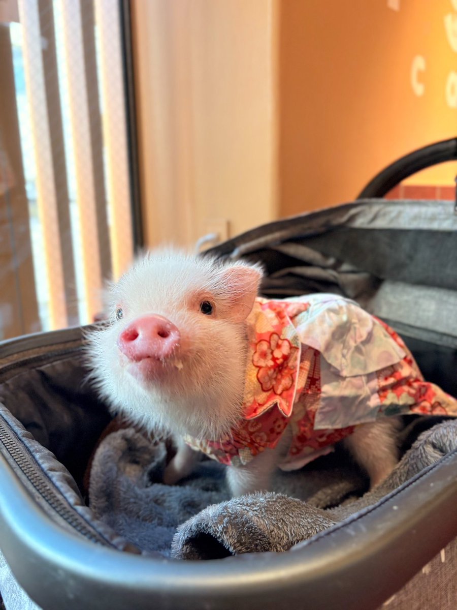 pignic_cafe's tweet image. おはようございます☀

本日はpignic cafe 代々木公園店のももちゃんです🍑✨

#マイクロブタ #pignic