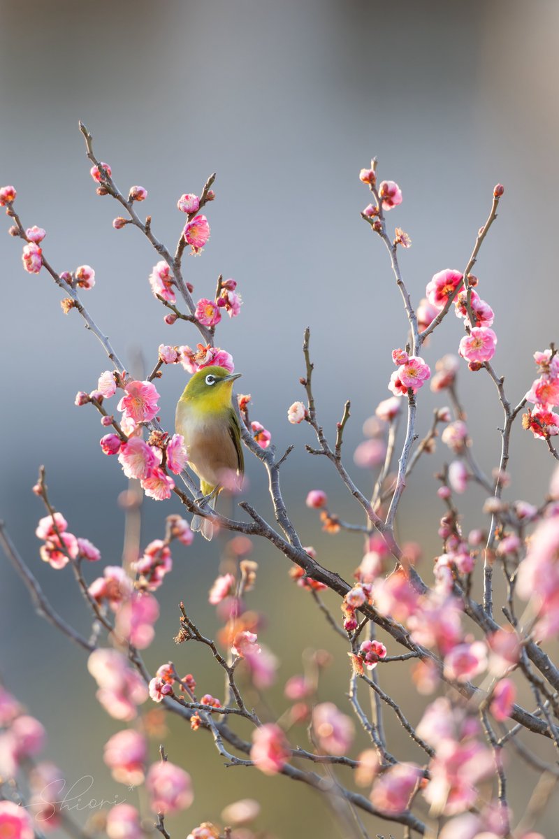 梅の香りに誘われて