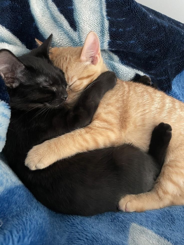 No Cats No Life (@nocatsnolife_m) on Twitter photo 