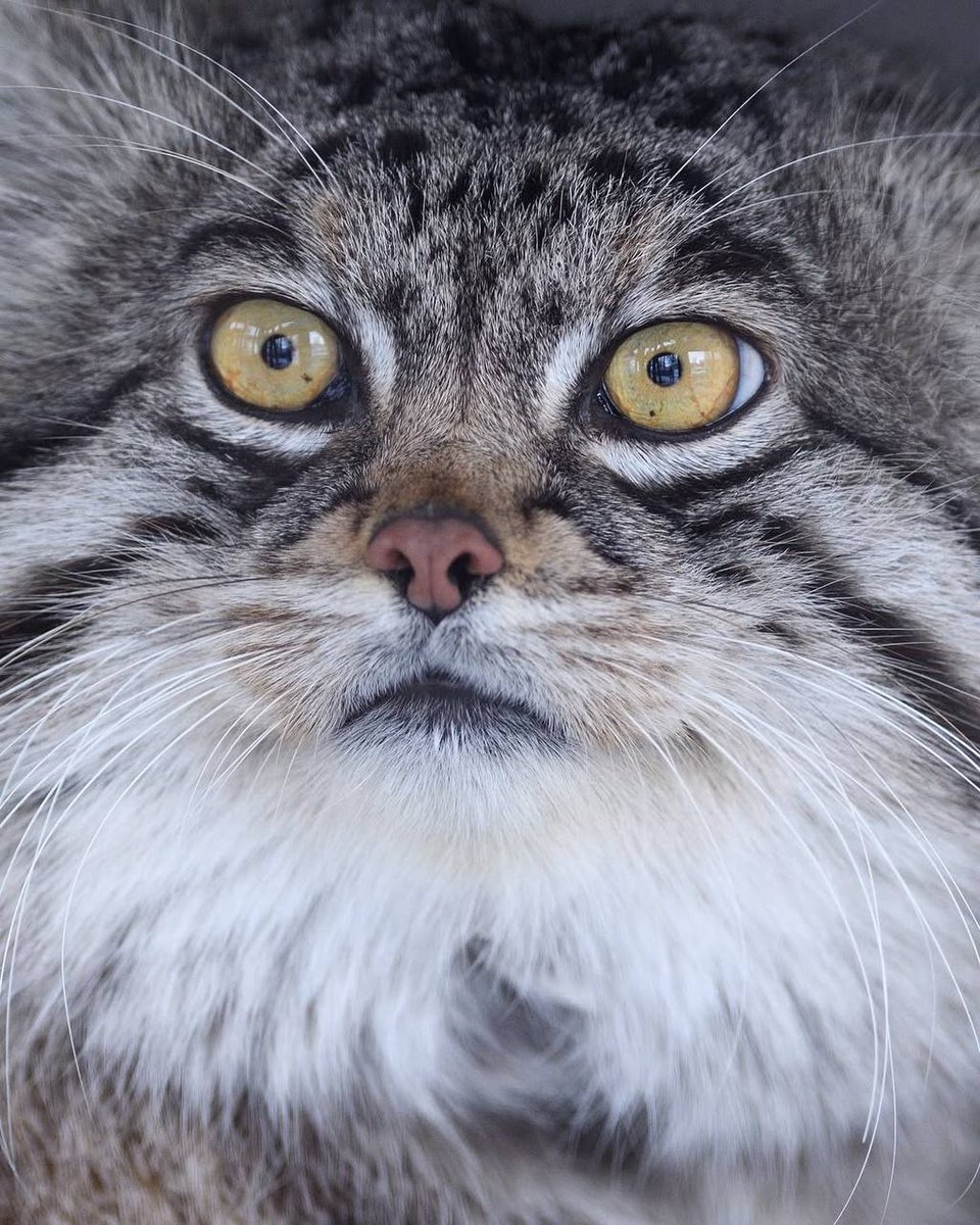 Daily Manul tweet media