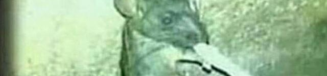 Bad Meme Archive tweet media